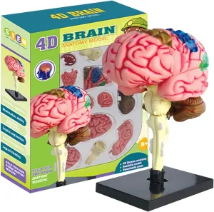 1 PCS Human Brain Model - Color-Coded Artery Brain, Brain Anatomy Model | Anatomical Model Teaching Med Model with Display Base, Teaching Anatomy Model for Science Classroom Study Display