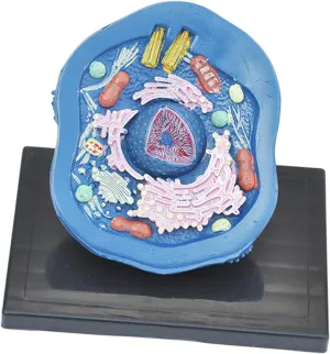 Animal Anatomy Model Educational Science Kits for Display Classroom