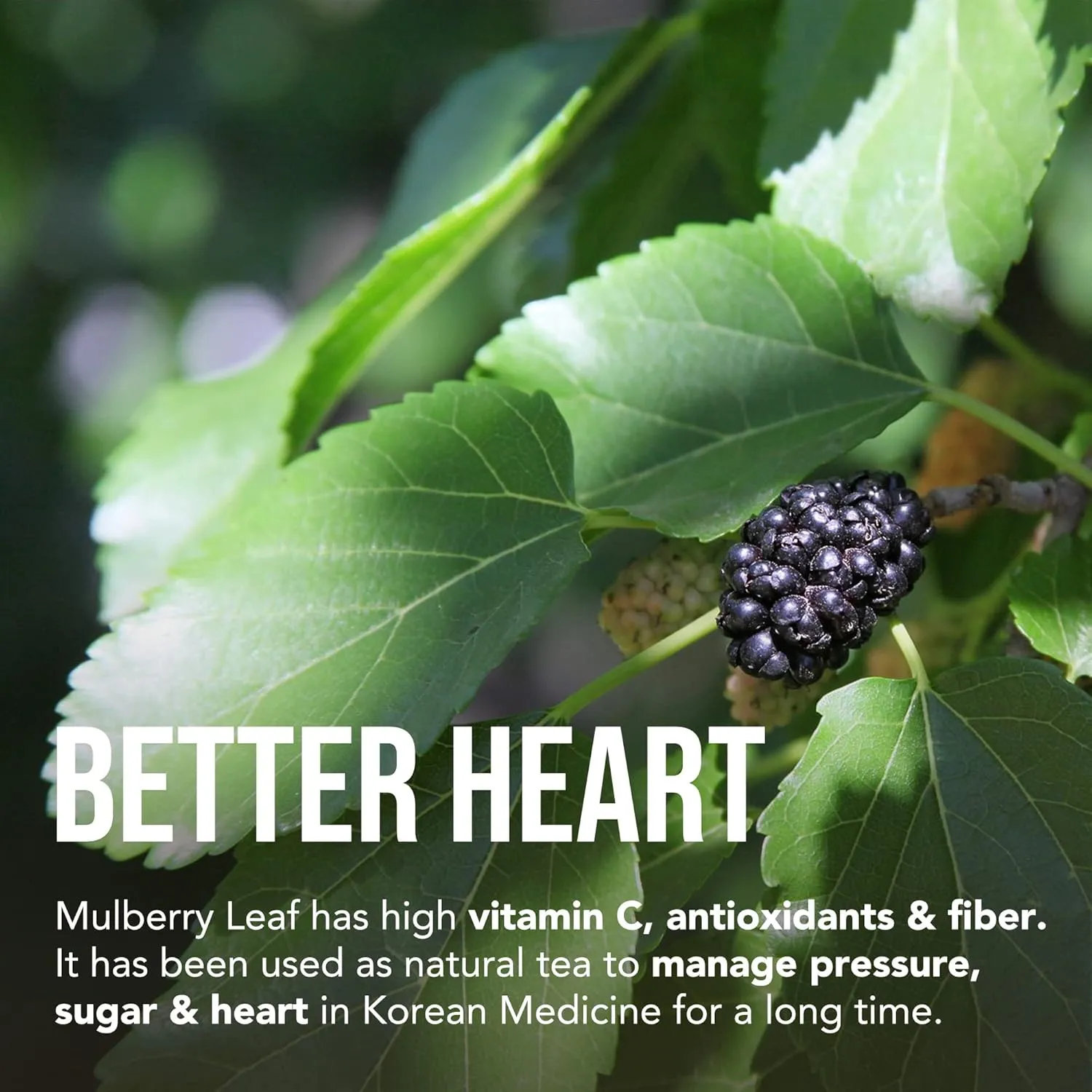 DALAMHARI Mulberry Leaf Tea Bags | 30T | Colon Broom Colon Cleanse Tea Decaf Tea Bags with Inulin Powder Jerusalem Artichoke Hearts Smooth Move Tea Colon Broom Chupa Panza Te Divina Pinalim