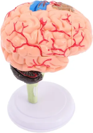 Human Brain Model for Study Anatomy Model for Educational Tool for Anatomy Learning and Science Teaching for Classroom and Doctor Office
